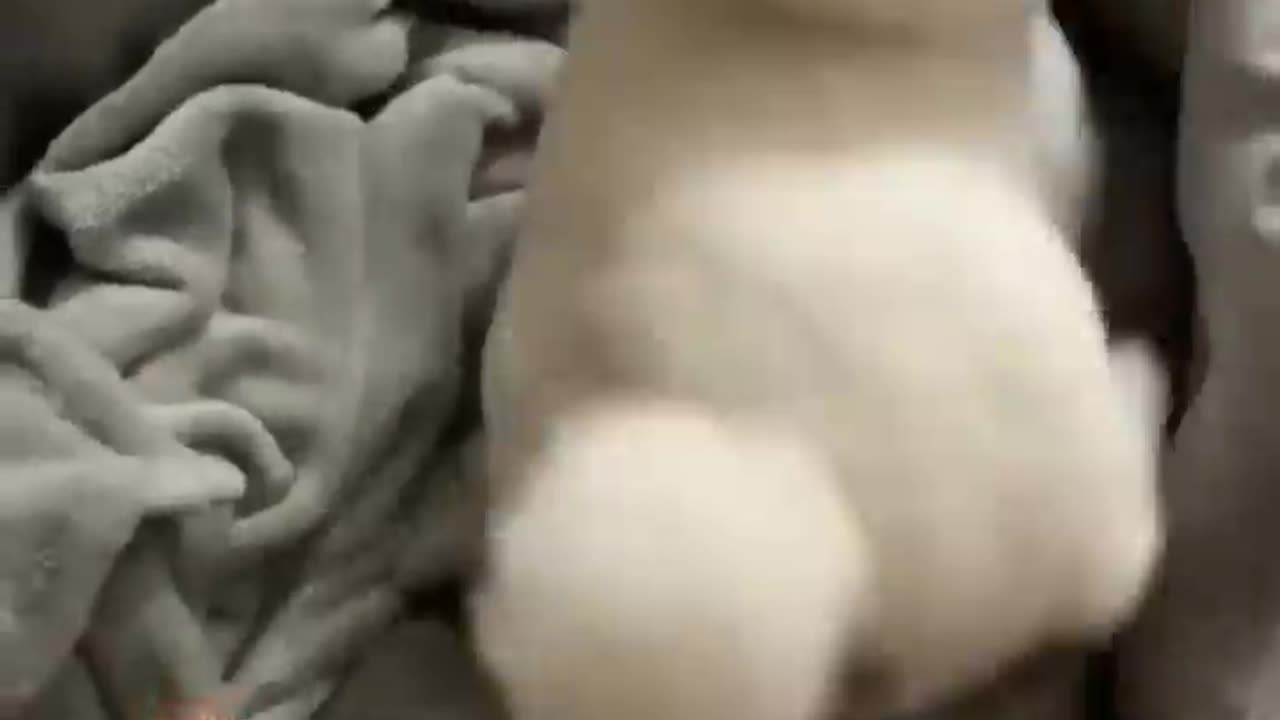 New Funny Videos 2022 😍 Cutest Cats and Dogs 🐱🐶 Part11
