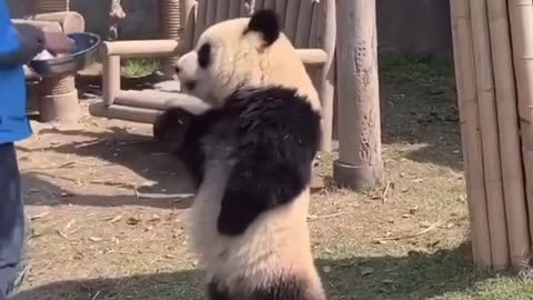 panda are learning fast