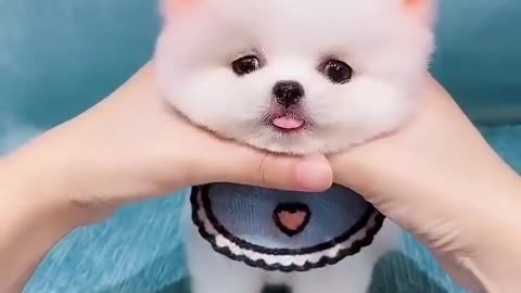 The World's Cute puppy videos