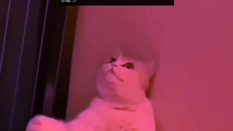 Cat 😸 funny video