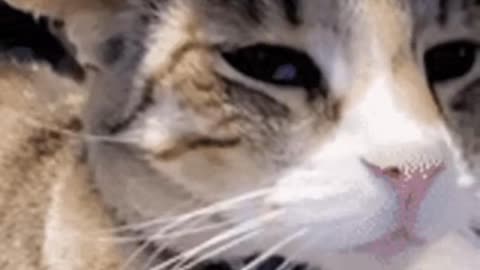 Cute Cat Gif