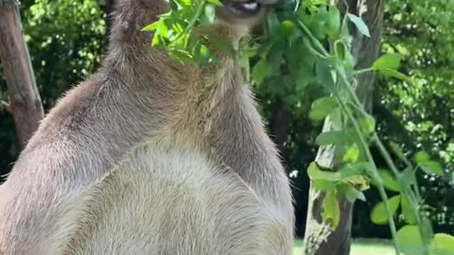 kangaroos