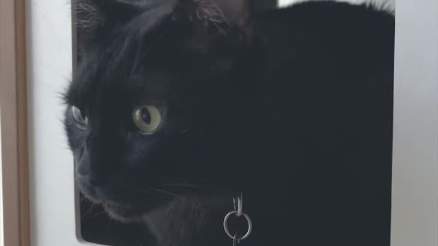 Black cat in a cat house
