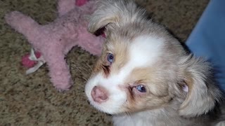 Toy Australian Shepherd puppies