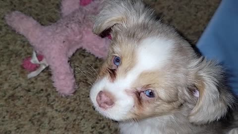 Toy Australian Shepherd puppies