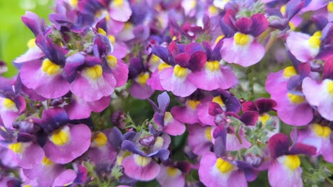 Nemesia rhubarb and custard