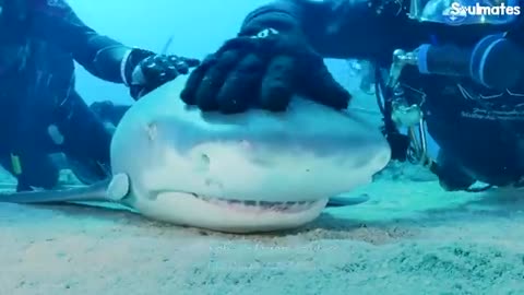 Wild Shark Recognizes Human Best Friend After They Were Separated For A Year _ The Dodo Soulmates