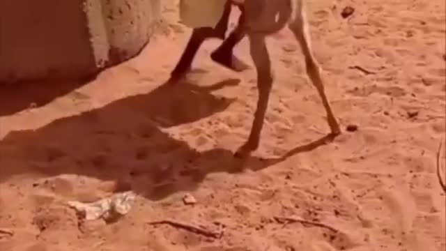A boy wrestled a donkey to the ground😂