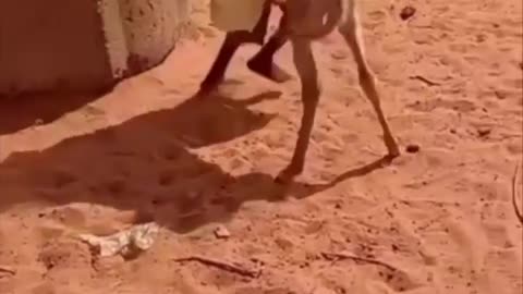 A boy wrestled a donkey to the ground😂