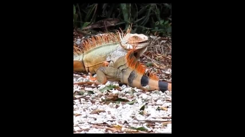 2 Mamba Lizard | Big Fight | Each Other