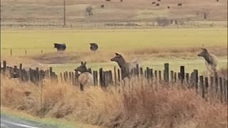 Elk Gets Hung up While Jumping Over Fence