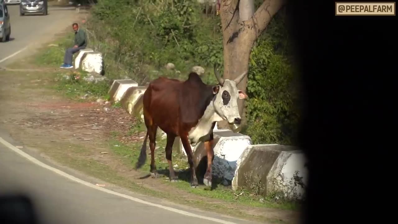 6 din tak fansa raha ghee ka dabba | Bull rescue