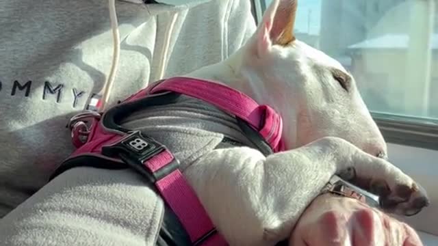 dog#interesting#cute
