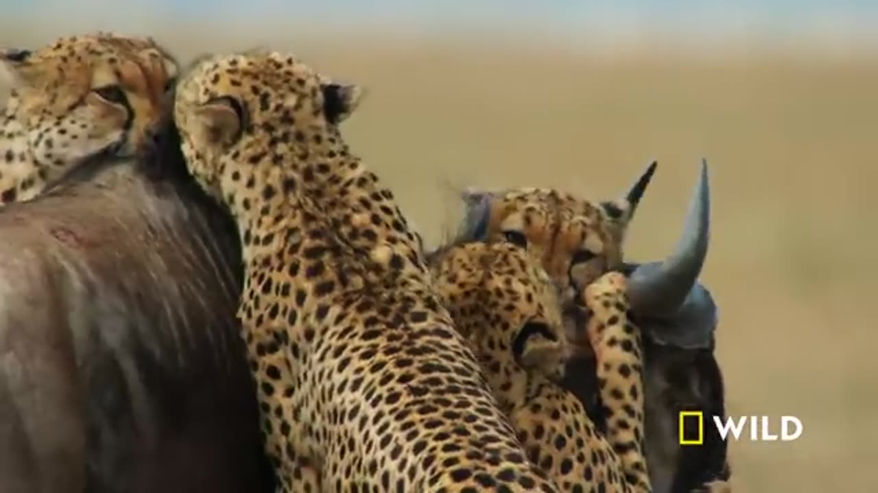 Cheetahs Takedown a Wildebeest