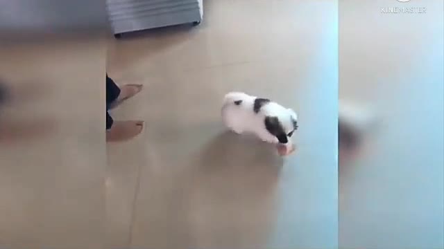 Cute puppy and 🐶 video