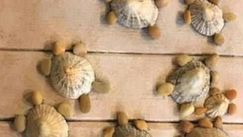 shell 🐚 home decoration with pebble craft