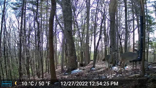 The Woods – 12/28/2022