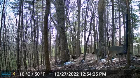 The Woods – 12/28/2022