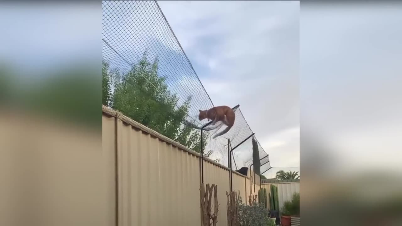 Funniest Pet Videos #1