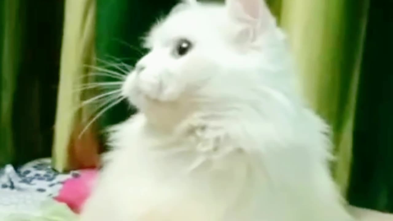 Cat's funny reaction 😍