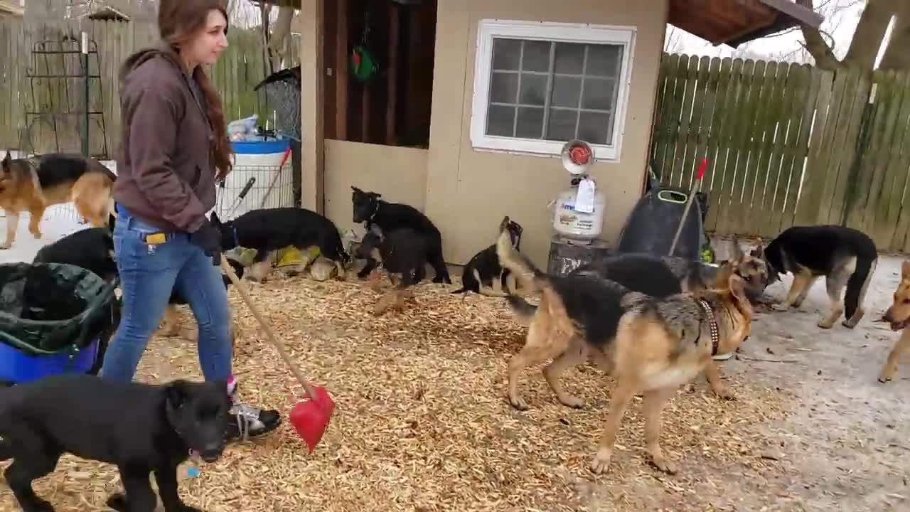 German Shepherds playing together