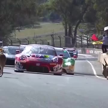 It's that time of the year again 🦘