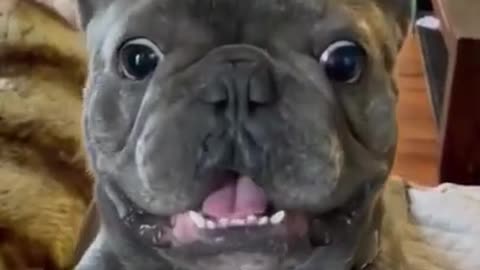 #cute #dog #funny #doglover #smartnico