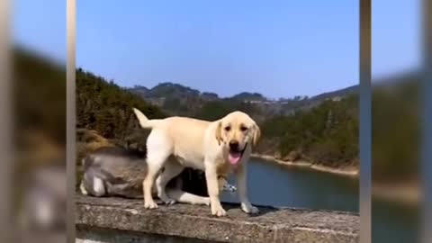 The dog is going to dive. Let's see if the dog is handsome.