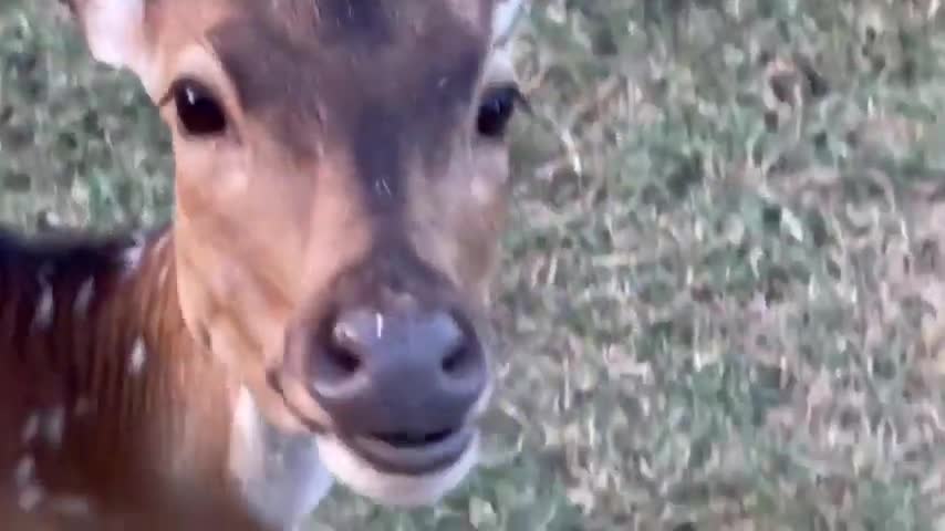 Fawn stares at the cats' antics in astonishment.