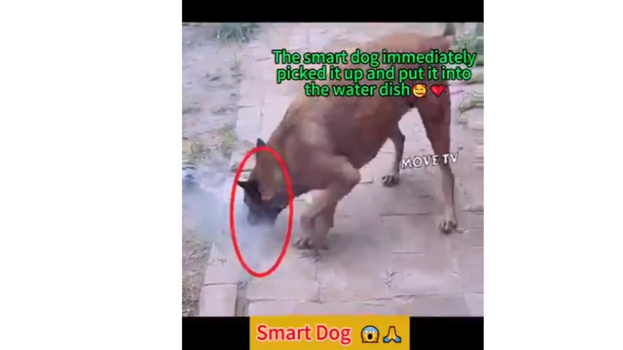 Smart_dog_viral_ video