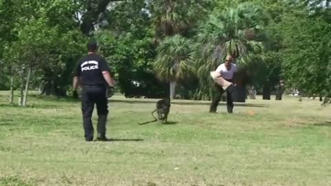 Quand Le Malinois ATTAQUE -- Les meilleurs Attaques de chiens