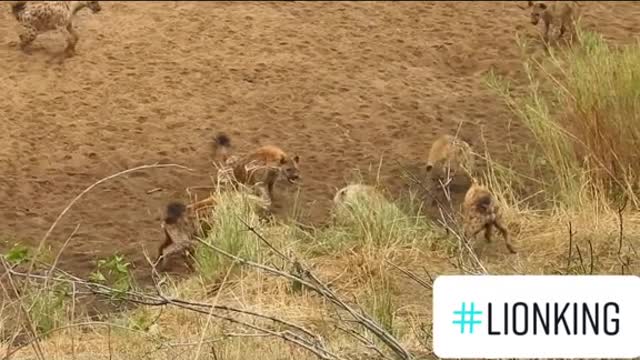 LION KING IN REAL LIFE