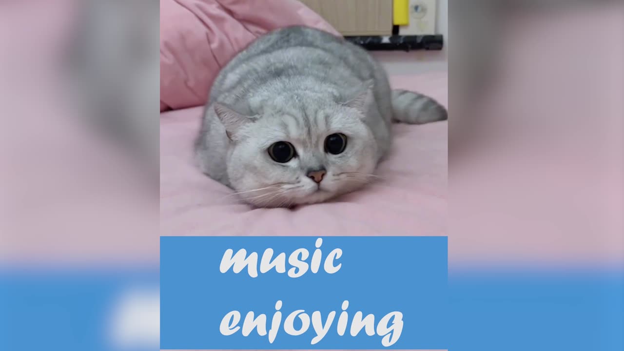 Cat enjoying music