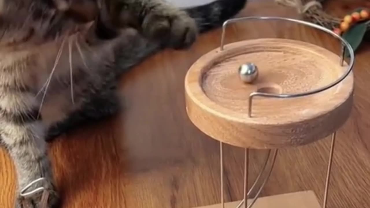 cat videos