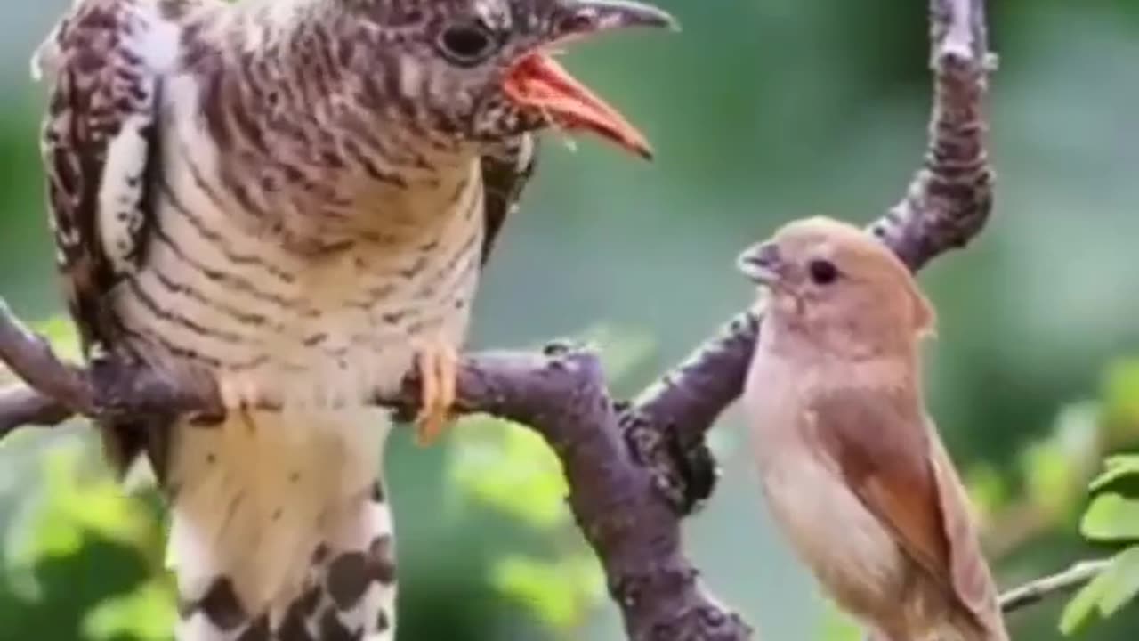 Young Bird Feeding An Old Bird #shorts #shortsfeed #youngbird #nature