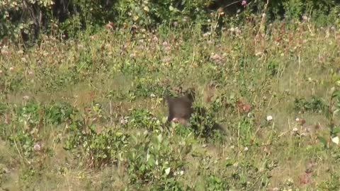 A black bear