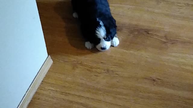 Bernese puppies