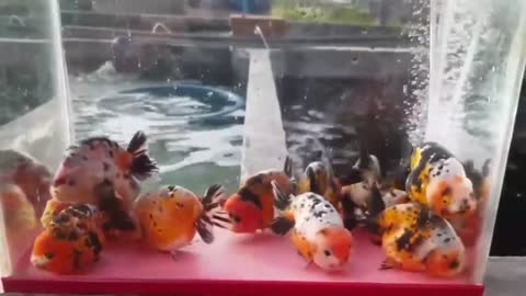 The most beautiful Calico Ranchu goldfish collection-13