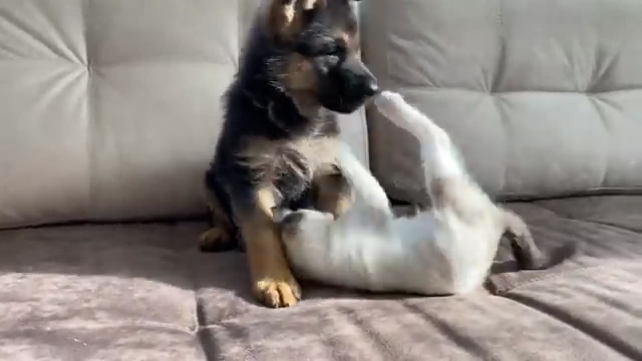 German Shepherd Puppy and Kitten Playing😍😅