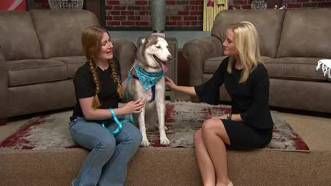 Meet the pet of the week, Charlie!