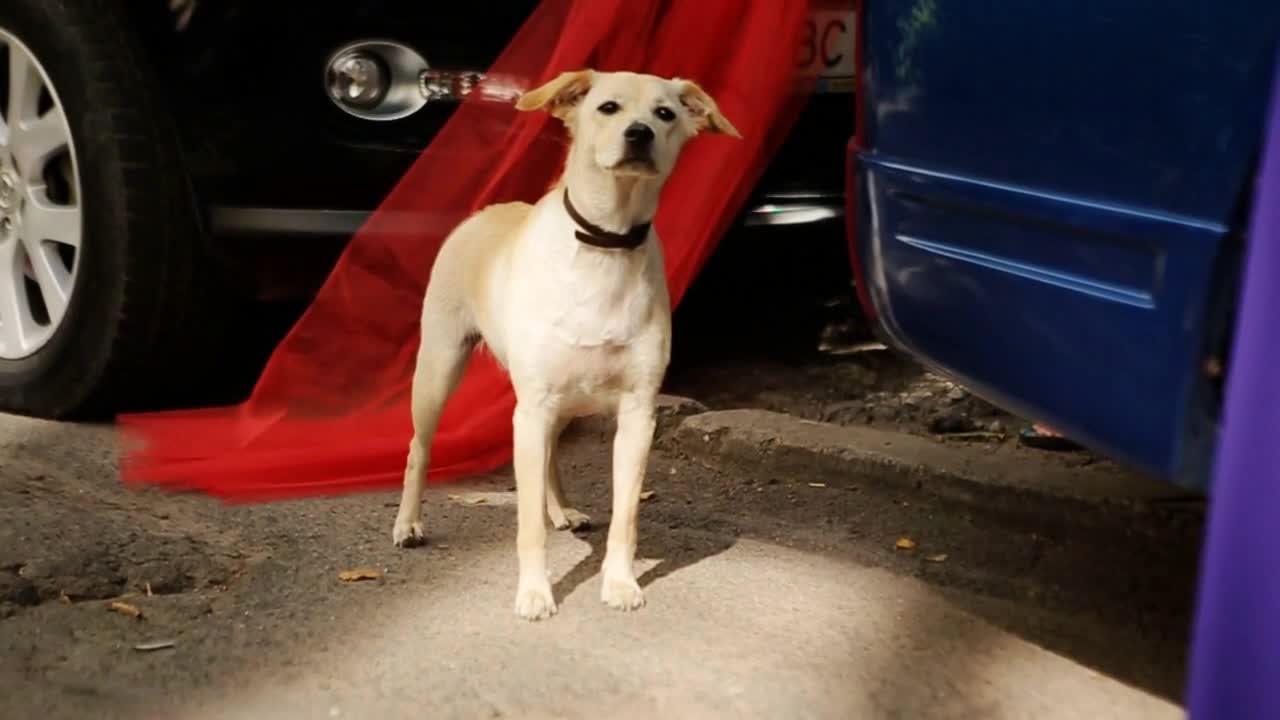 White thai dog run on the street with car background, side view picture