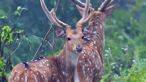 Amazing deer pictures are mesmerizing