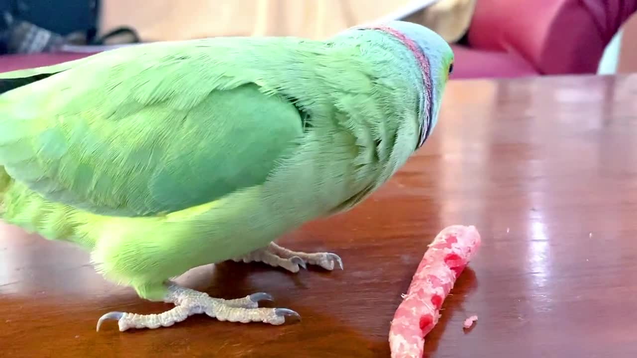 Funny Parrot Talking and Dancing - Funny Pet video - Cute Animalsp3