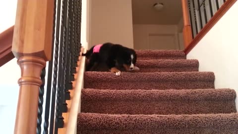 Alli the bernese puppy defeating her stairs!