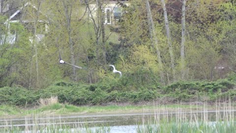 Ross Goose being chased by a Bald Eagle, Panama Flats, Victoria BC