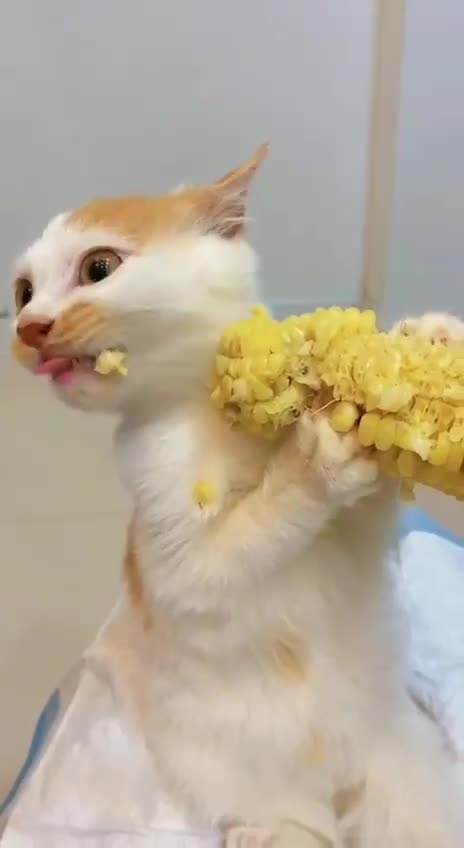 When Your Cat Is the Thief In your House | You Keep Blaming The Devil