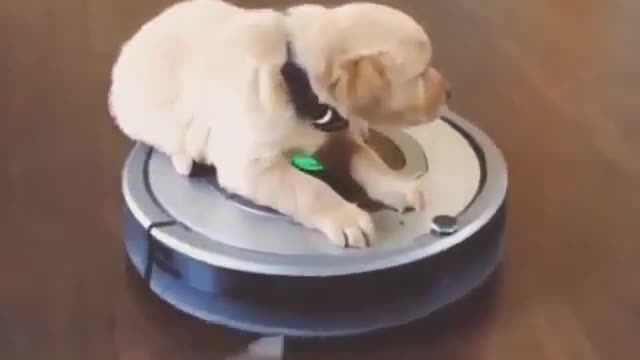 Sweeping Robot and Dog