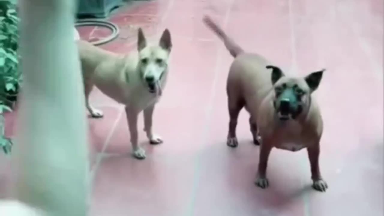 Funny Pets 😎😂