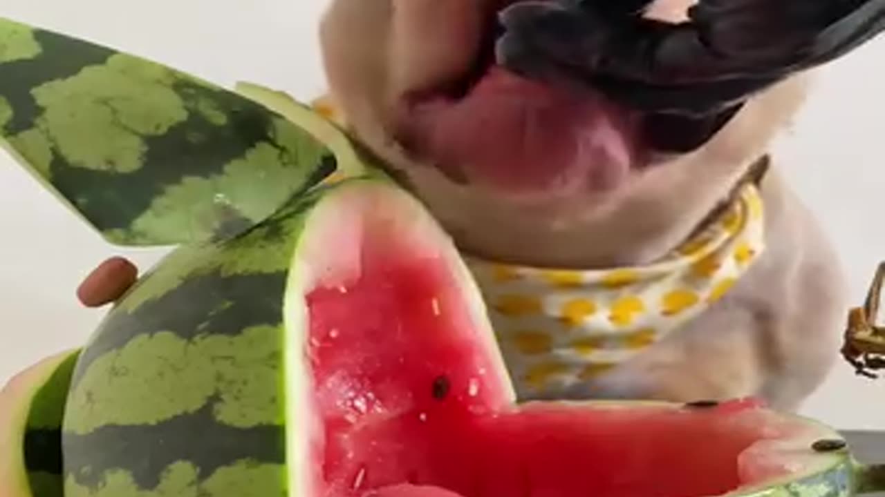 Today baby Dog 🐕 watermelon 🍉