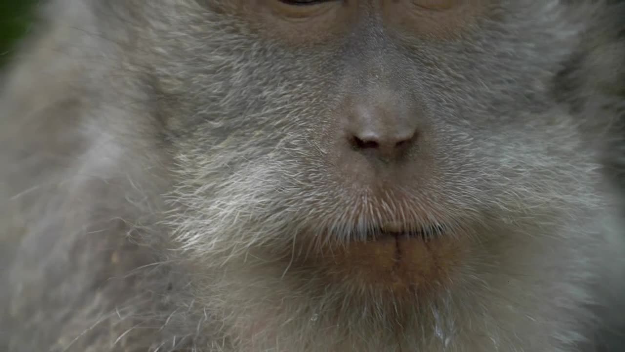 Close Up of a Monkey Chewing